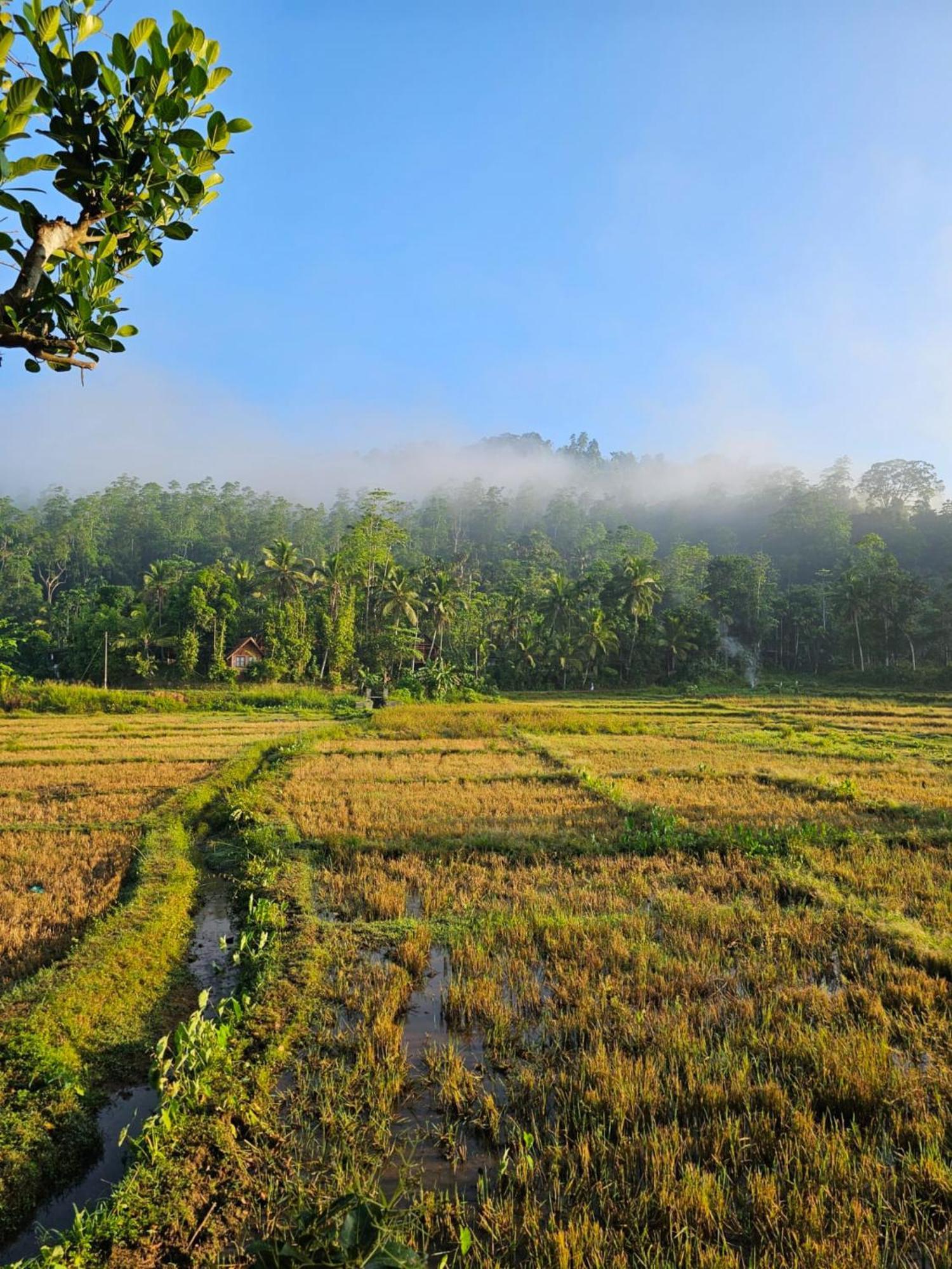 Forest & Fields Sinharaja Deniyaya Room photo