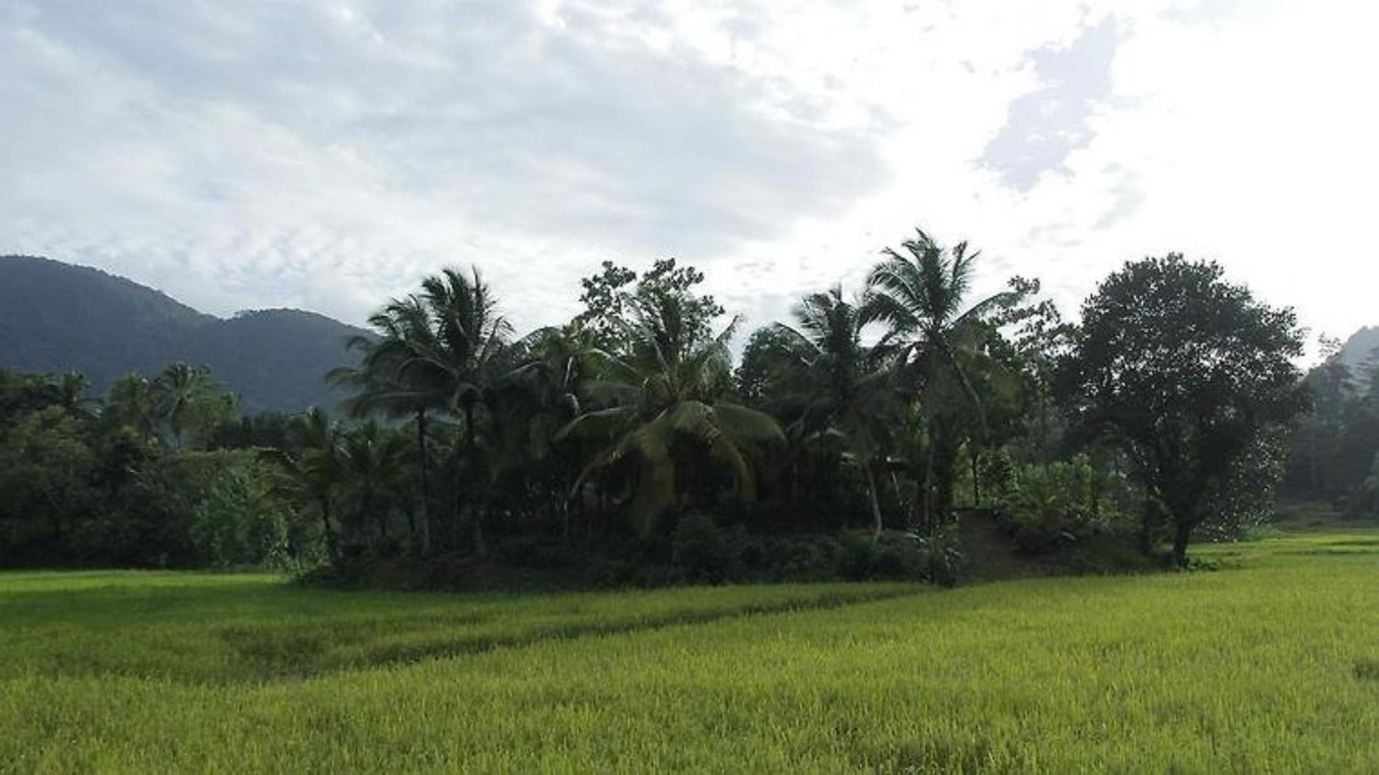 Forest & Fields Sinharaja Deniyaya Exterior photo